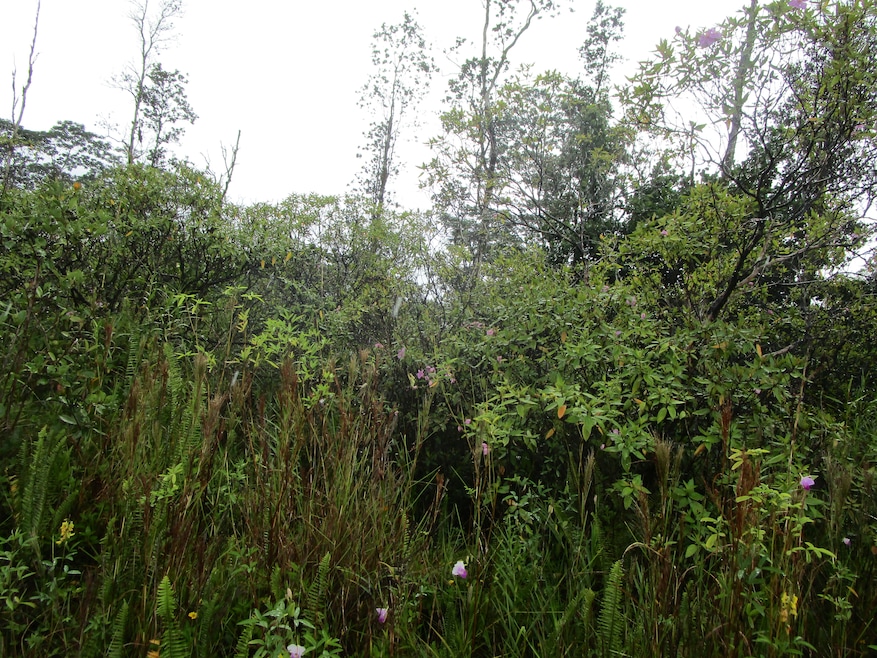 0 34th Ave unit 724056, Keaau, HI 96749 - photo 1