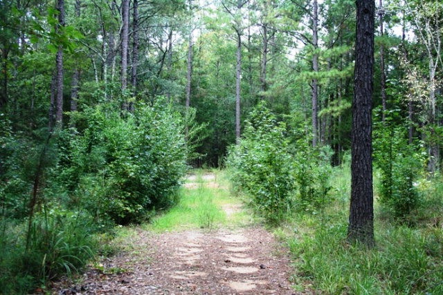 Main View