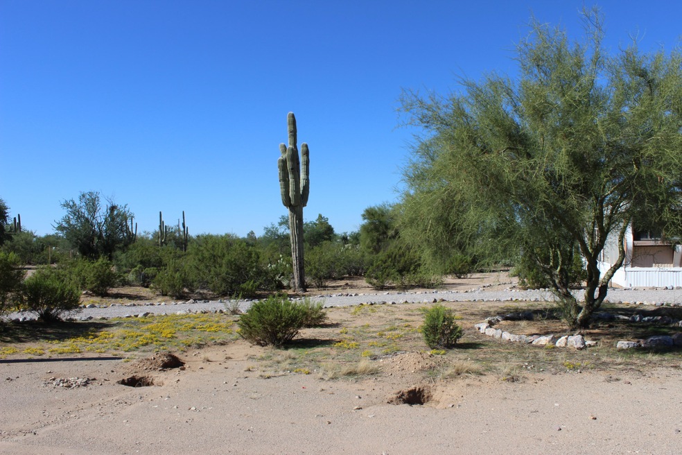 Desert Rose 2