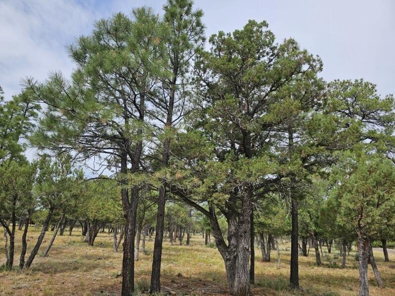 Tall Pines