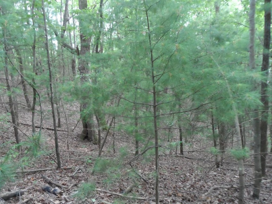 Mixed Timber  - Large Hardwoods, White Pines & Oth