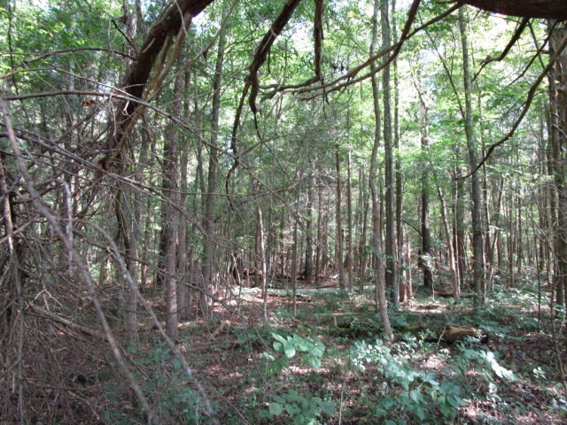 0 Gallion Town Rd, Victoria, VA 23974 - photo 1