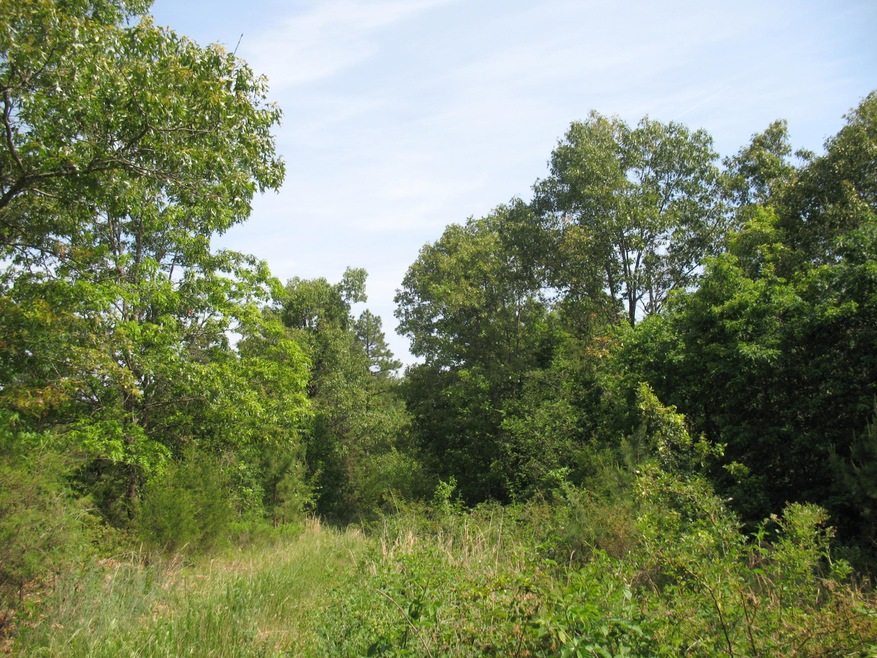 Wooded Property