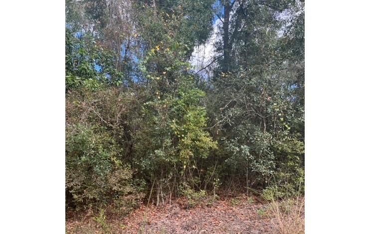 LOT47 Trenton Terrace, Fort White, FL 32038 - photo 1