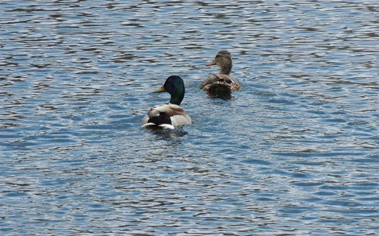 0 Duckies unit 21503753, Falmouth, MA 02536 - photo 1