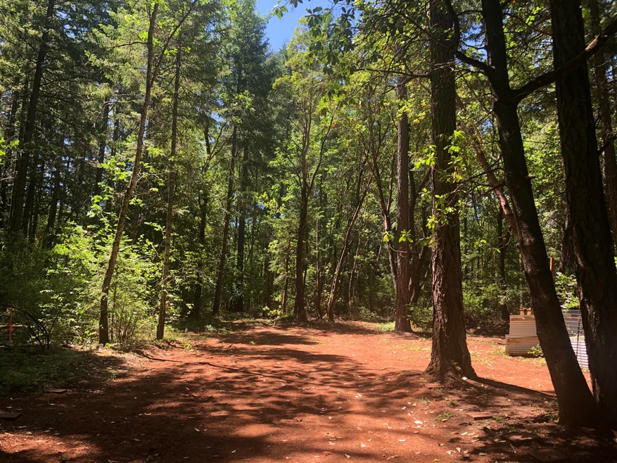 Among the trees
