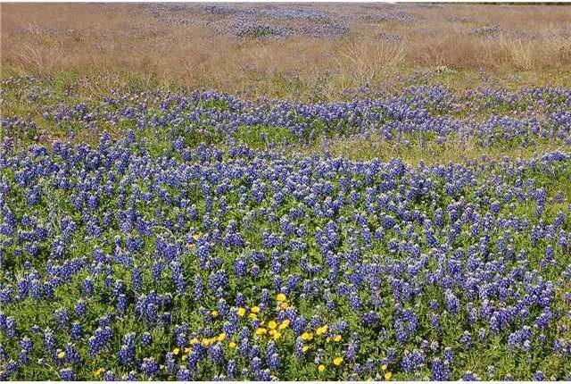 Spring time