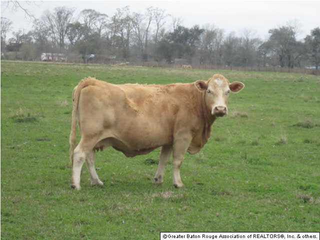 Home site on Sidney Rd Cattle Pasture Partially Fe