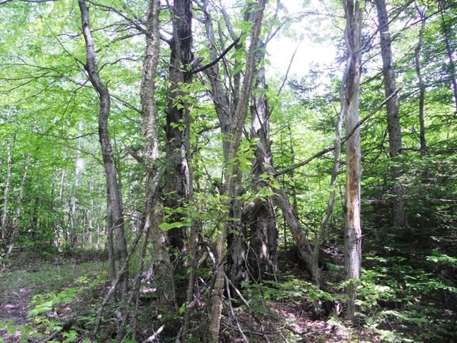 00 Gene Jordon Off South Jordan Hill, Columbia, NH 03590 - photo 1