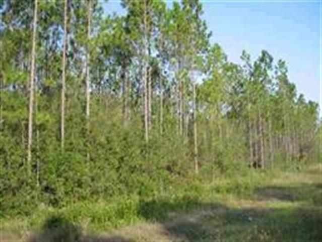 xx Hwy 98, Crawfordville, FL 32327 - photo 1