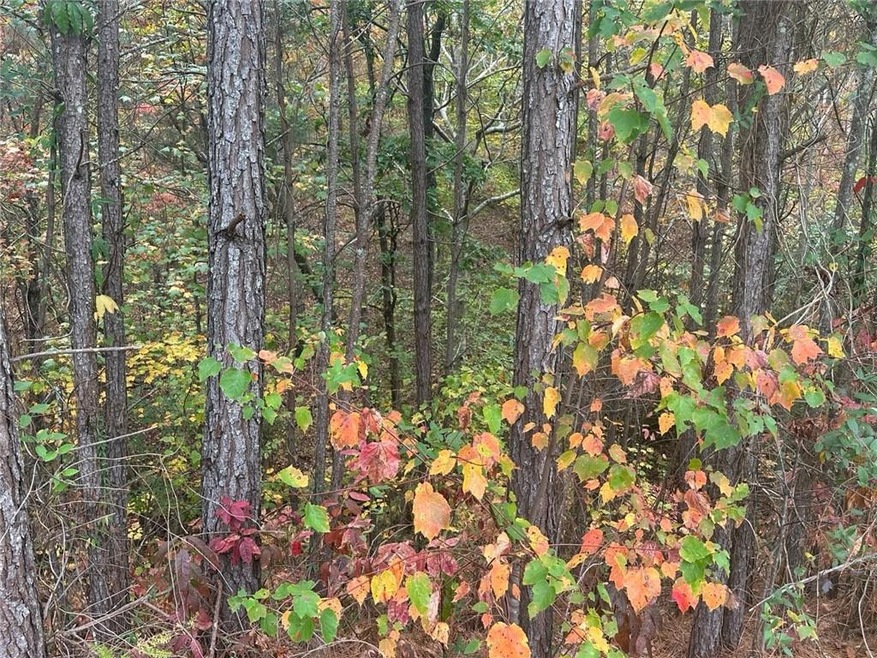 View of local wilderness