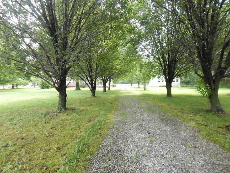 Tree lined driveway