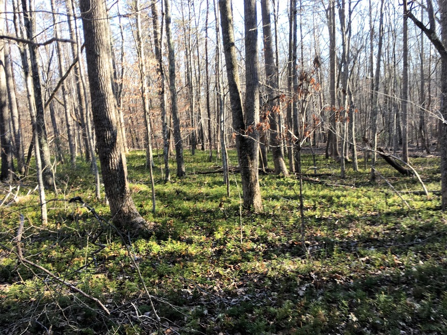 Braxton Ridge