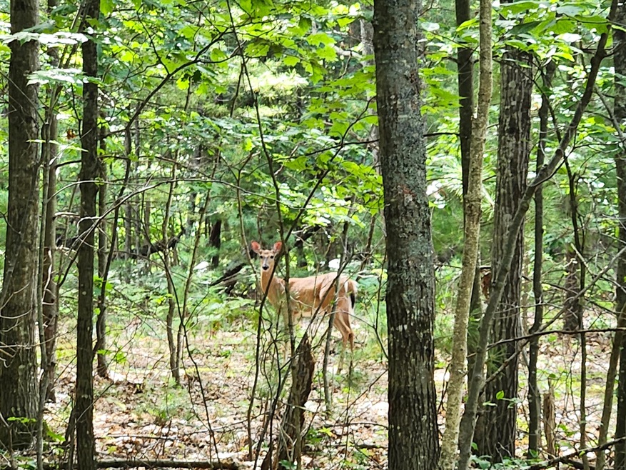 One of the local residents