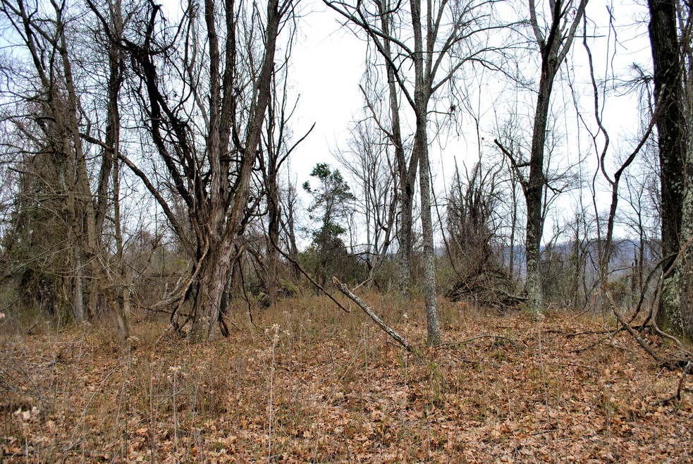 21.686 ACRES IN RINER