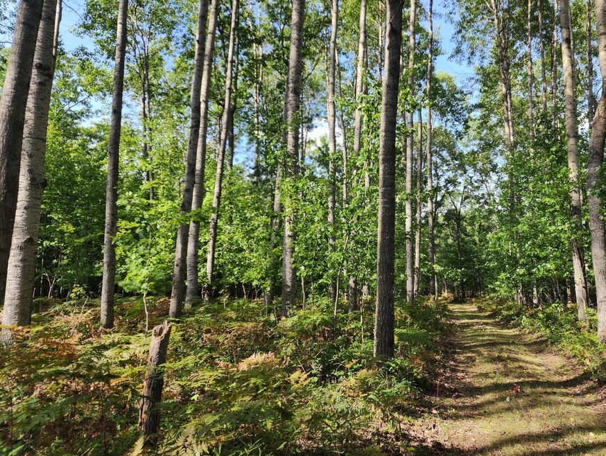 COPY MAIN PHOTO