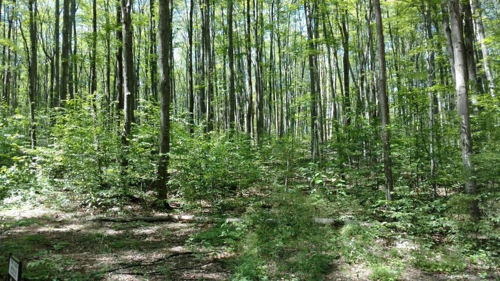 0 Wilderness Trail unit 314703, Vanderbilt, MI 49795 - photo 1