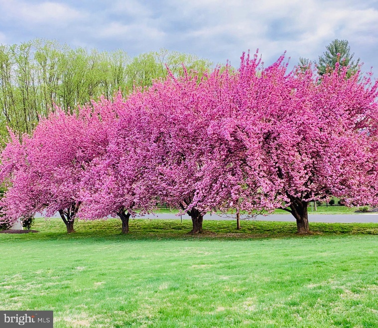 11024 Chandler Rd, Potomac, MD 20854 - photo 1