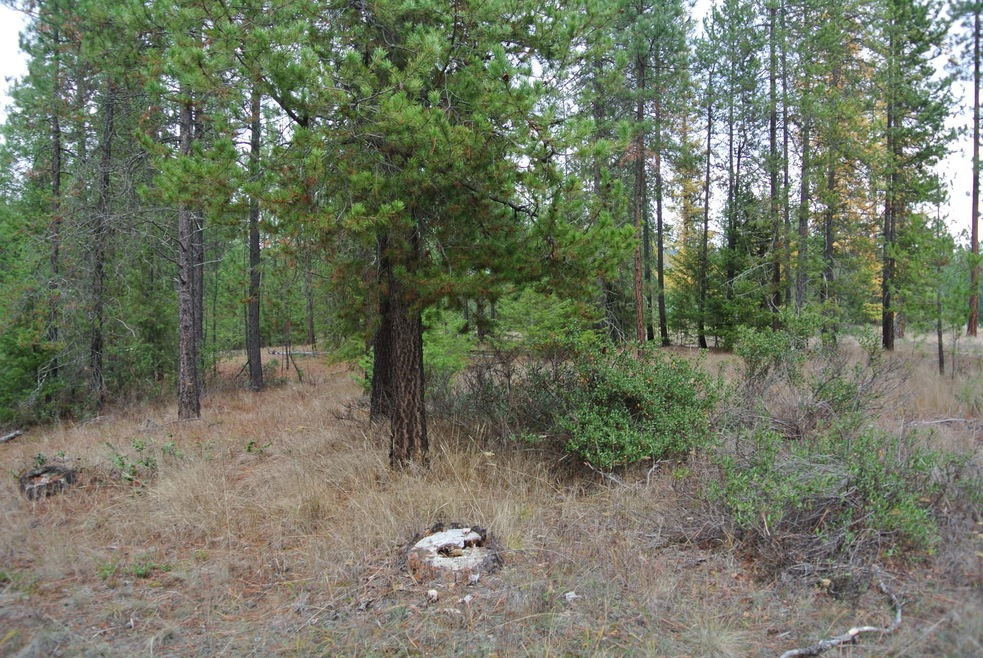 365 Hogans Way, Chewelah, WA 99109 - photo 1