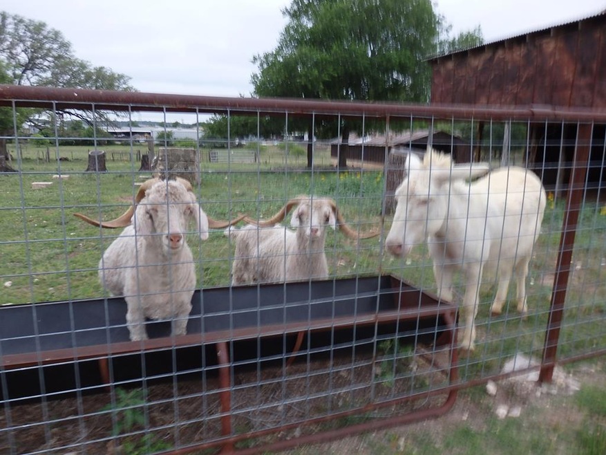 275 Shortys Ln, Fredericksburg, TX 78624 - photo 1