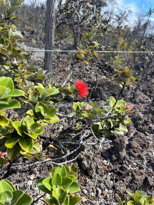 0 Island Blvd unit 726275, Ocean View, HI 96737 - photo 1