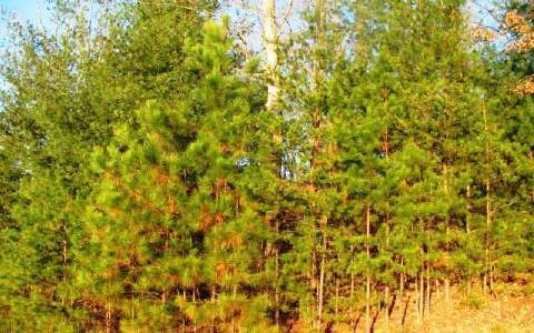 LT 14 Crabapple Ln, Ellijay, GA 30540 - photo 1