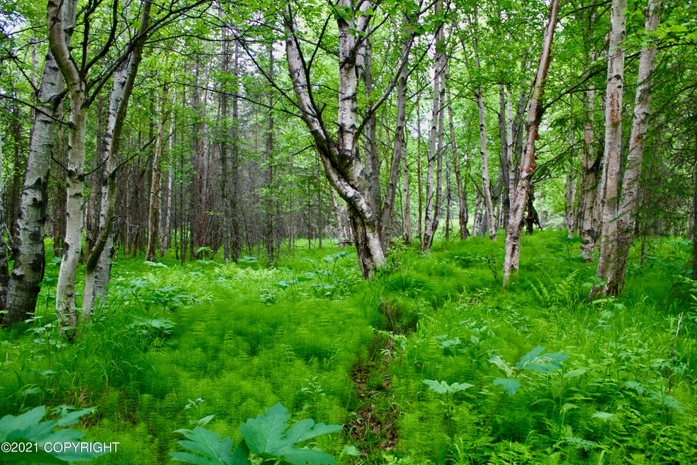 Trail