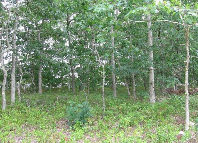 15 Mclellan Way, Tisbury, MA 02568 - photo 1