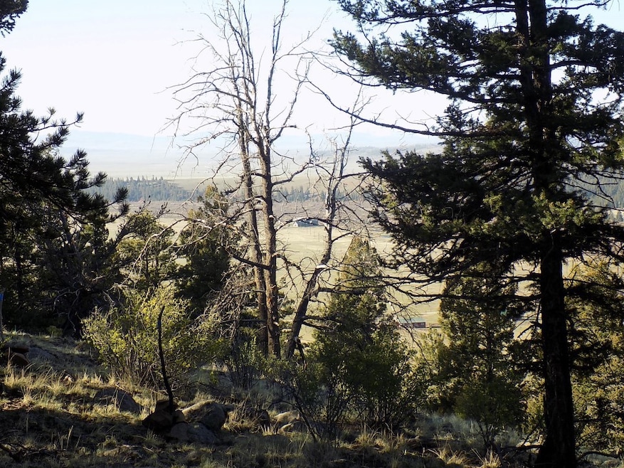 View of local wilderness