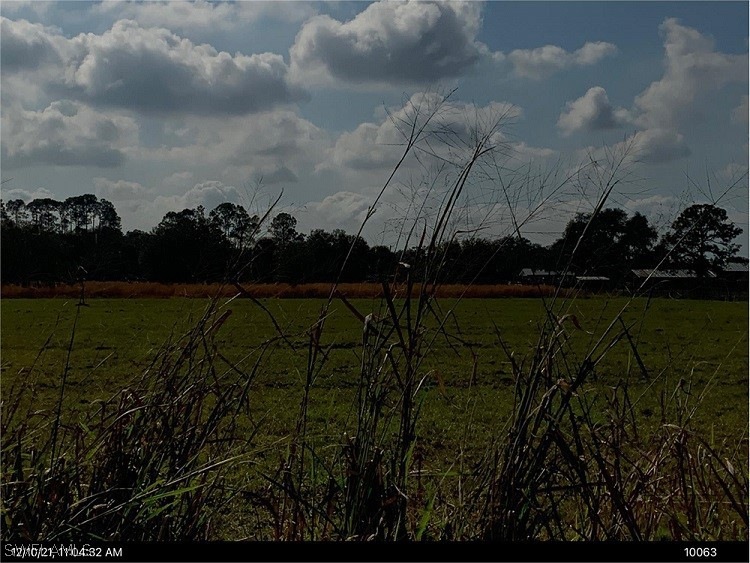 grazing land