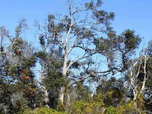 0 Paradise Pkwy unit 261478, Ocean View, HI 96737 - photo 1