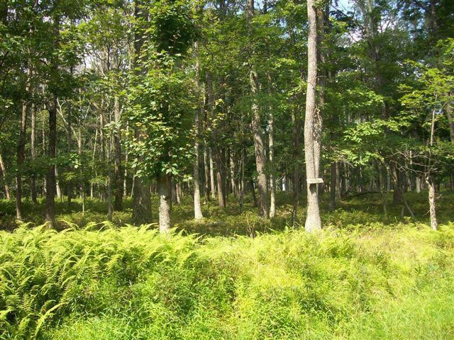 LOT 91 Lakeview Cir, Lackawaxen Township, PA 18428 - photo 1