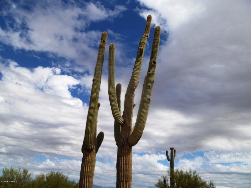 Impressive Sonoran Desert