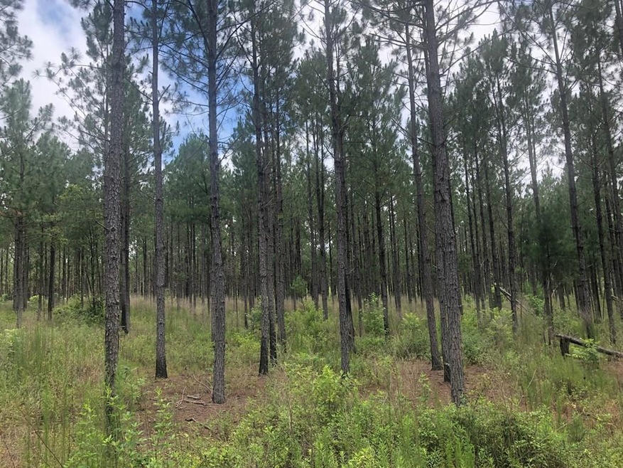 00 Carl Cloud Rd, Climax, GA 39834 - photo 1