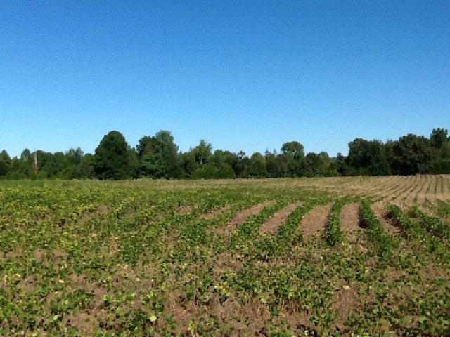 00 W D White Rd, Sparta, TN 38583 - photo 1