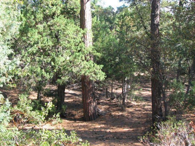 Tall Ponderosa Pines
