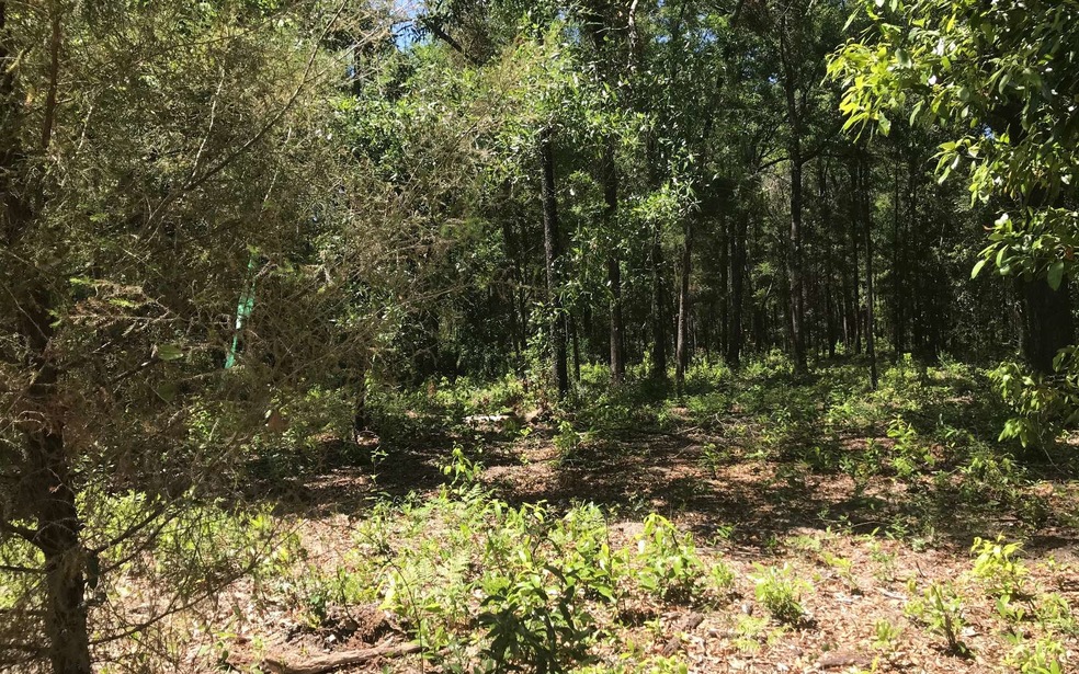 TBD Tbd 282nd Terrace, Branford, FL 32008 - photo 1