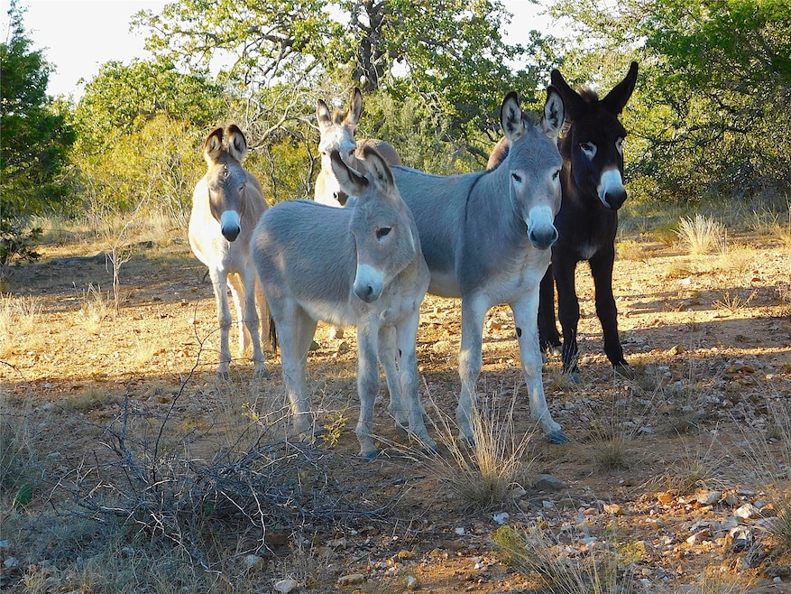 Tract 4 County Road 131, Brownwood, TX 76801 - photo 1