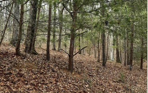 LT 21 Logan Dr, Mineral Bluff, GA 30559 - photo 1