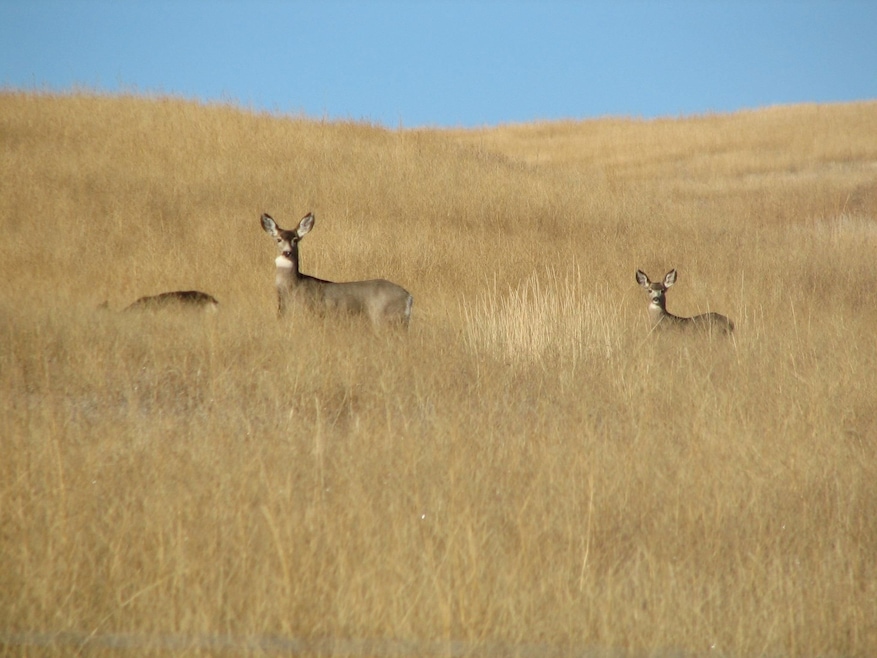 Antonito Rd, San Luis, CO 81152 - photo 1