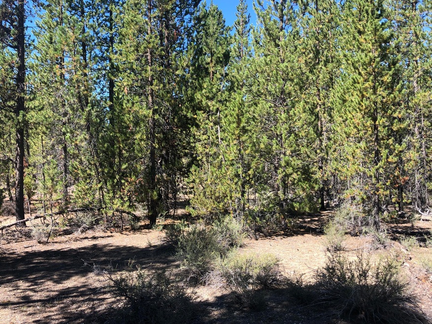 Lot 32 Muttonchop ~ Two Rivers North