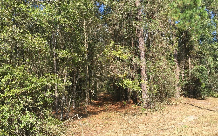 25248 Sr-247, Obrien, FL 32071 - photo 1