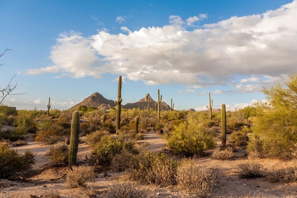 Commanding Views of Pinnacle Peak