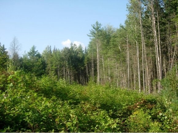 0 Canaan St unit 4022096, Canaan, NH 03741 - photo 1