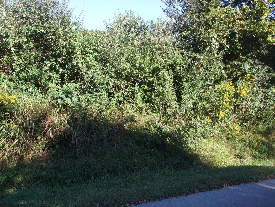 Picture 008
