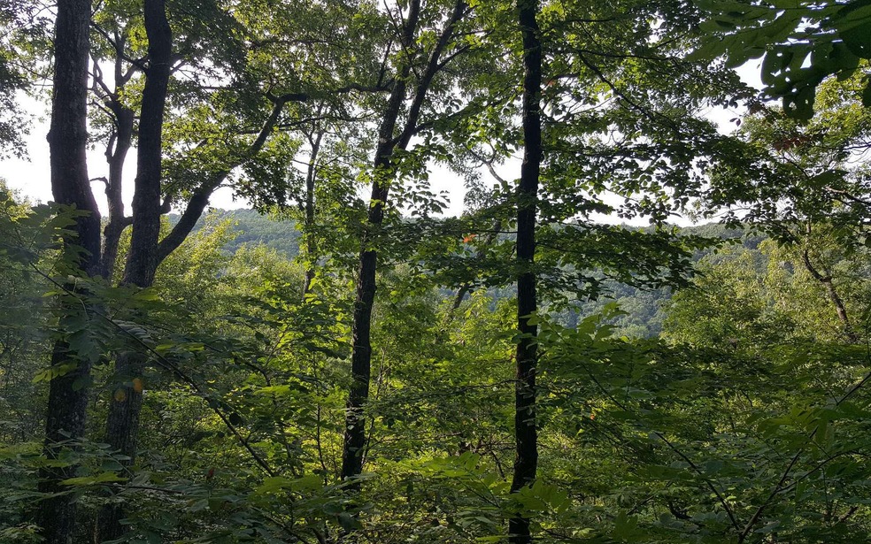 Main View