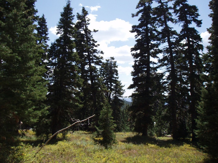 Of The Area