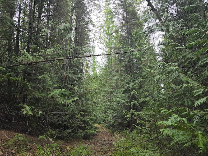 Timber view