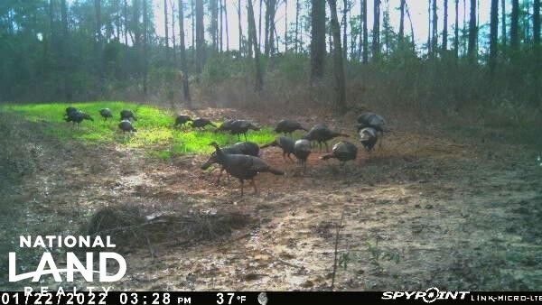 0 County Road 18 unit 15525411, Headland, AL 36345 - photo 1