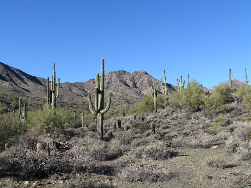 Almost 1.5 Acres Of Beautiful Land